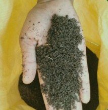 Vermicompost in hand
